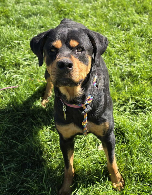 picture of the dog needing adoption
