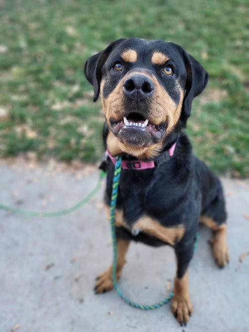 picture of the dog needing adoption