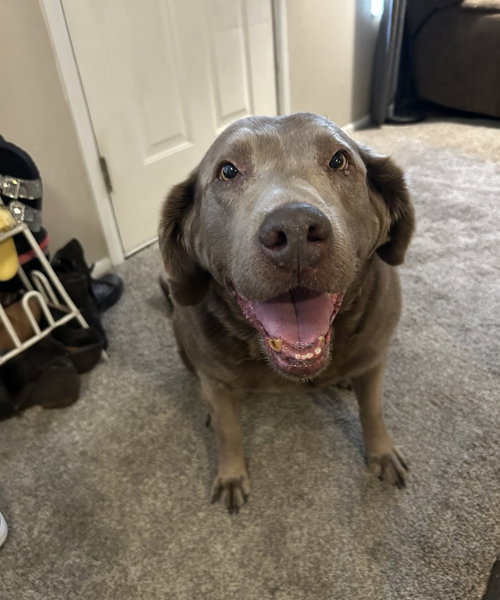 picture of the dog needing adoption