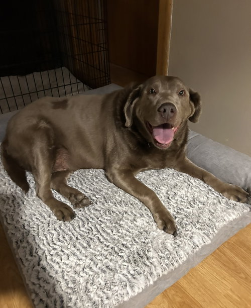 ABBI - Labrador Retriever available for adoption