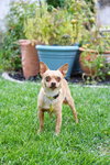 Ima Yoshi - Photo 2