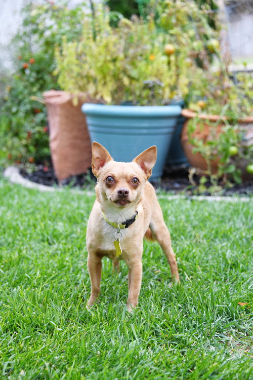 IMA YOSHI - Chihuahua available for adoption