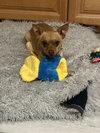 Ima Yoshi - Photo 4