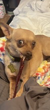 Ima Yoshi - Photo 7