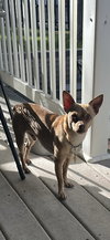 Ima Yoshi - Photo 8