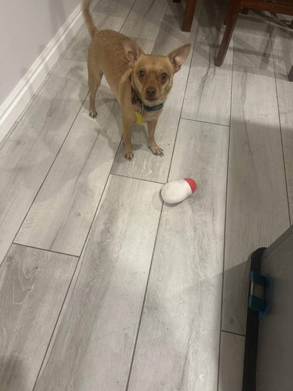 Ima Yoshi