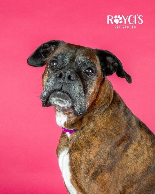 picture of the dog needing adoption