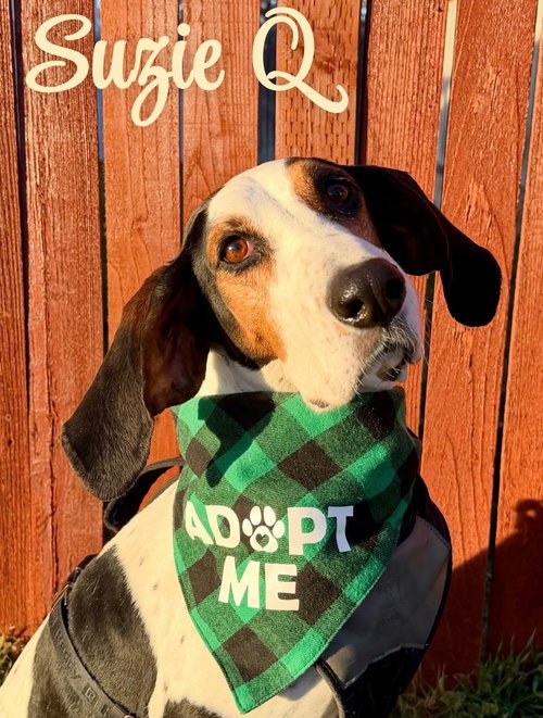 SUZIE Q - Treeing Walker Coonhound available for adoption
