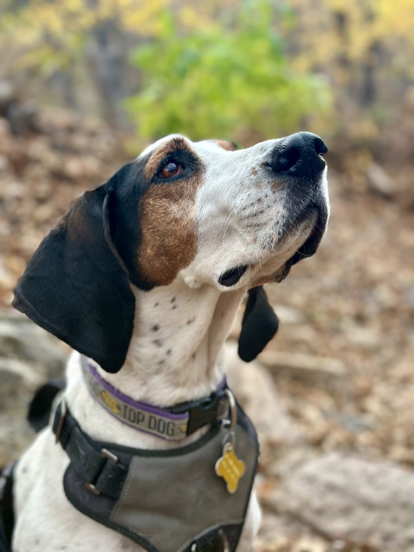 Suzie Q