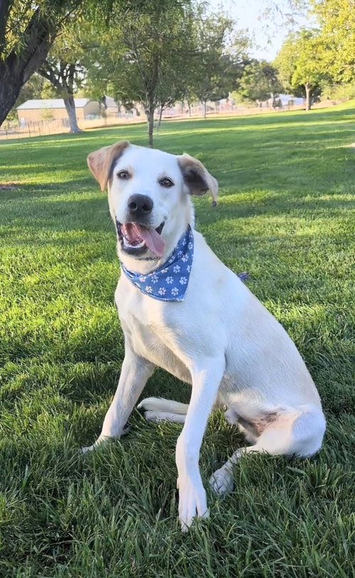 picture of the dog needing adoption