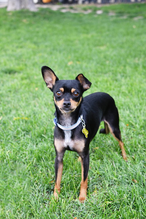 picture of the dog needing adoption