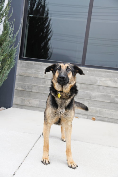 CHARMIN CARMEN - German Shepherd Dog available for adoption