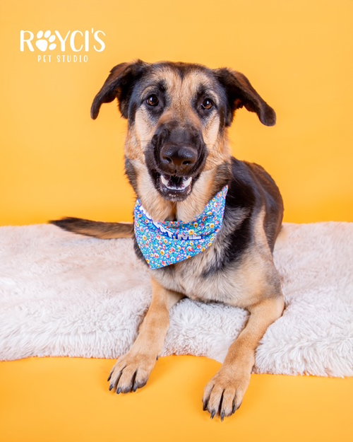 CHARMIN CARMEN - German Shepherd Dog available for adoption