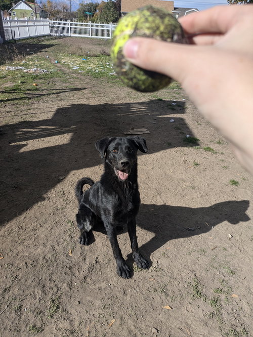 SKIDDER - Labrador Retriever available for adoption