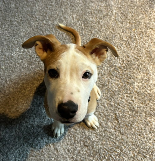 picture of the dog needing adoption