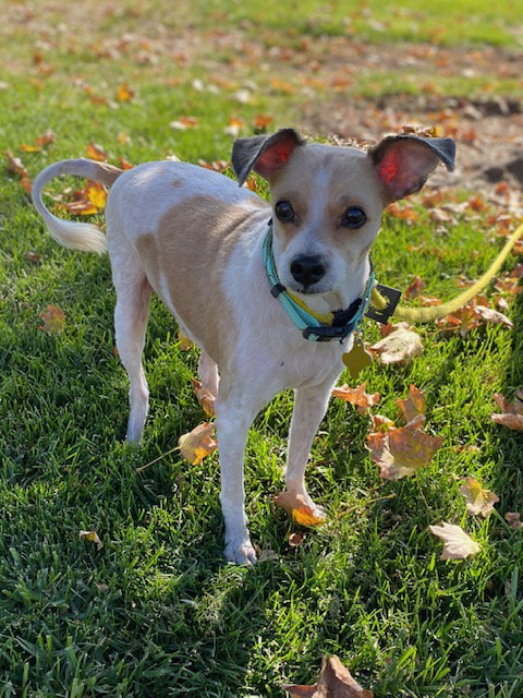 picture of the dog needing adoption