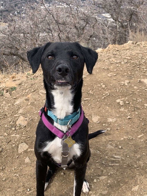 PARLEY - Labrador Retriever available for adoption