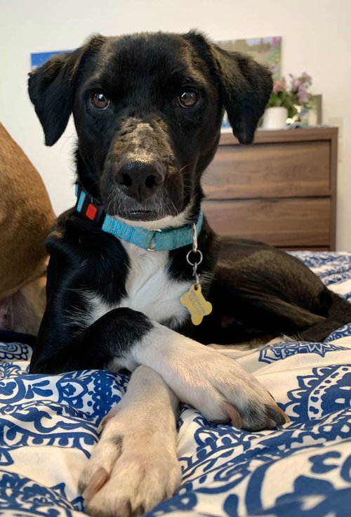 PARLEY - Labrador Retriever available for adoption
