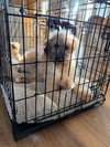 Posy - Photo 6