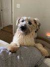 Posy - Photo 7