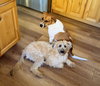 Posy - Photo 10