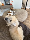 Posy - Photo 11