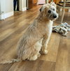 Posy - Photo 12