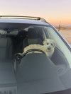 Posy - Photo 16