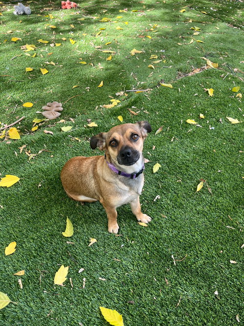 picture of the dog needing adoption