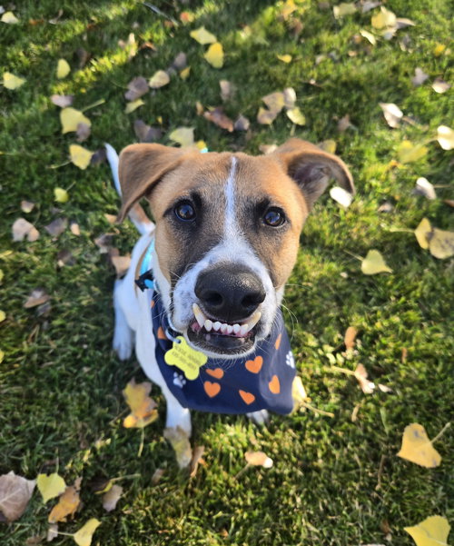 picture of the dog needing adoption
