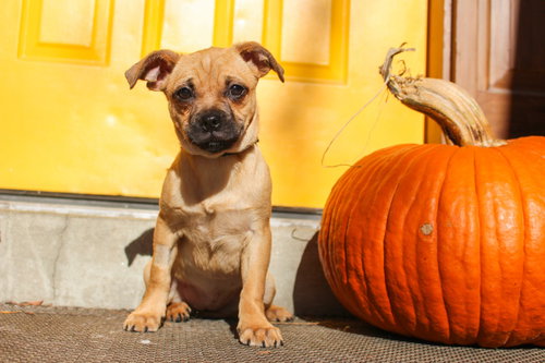 SUGAR PIE - Chihuahua / Pug available for adoption
