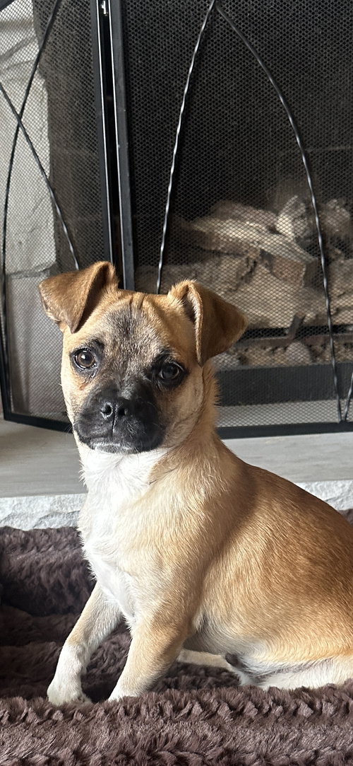KABOCHA - Chihuahua / Pug available for adoption