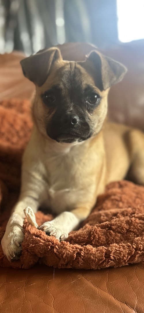 KABOCHA - Chihuahua / Pug available for adoption