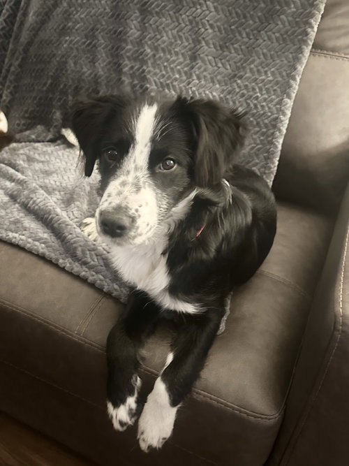 CRICKETT - Border Collie available for adoption