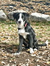 Crickett - Photo 3