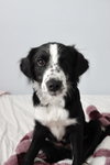 Crickett - Photo 7