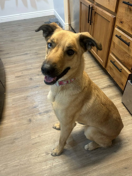KAPRIE - Unknown available for adoption