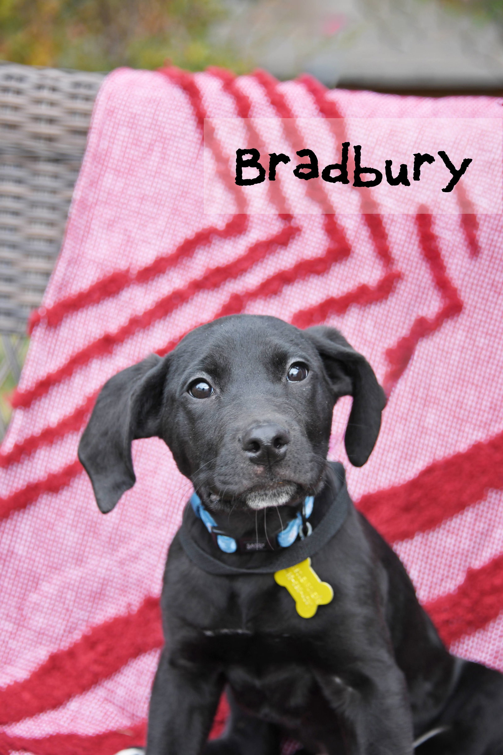 Bradbury Image