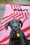 Bradbury