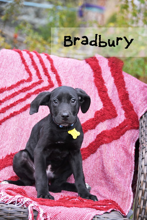 BRADBURY - Australian Cattle Dog/Blue Heeler available for adoption