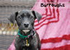 Burroughs