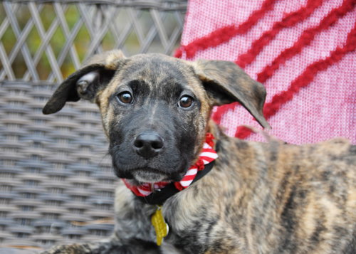 RICHARDSON - Australian Cattle Dog/Blue Heeler available for adoption