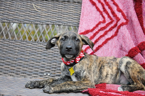 RICHARDSON - Australian Cattle Dog/Blue Heeler available for adoption