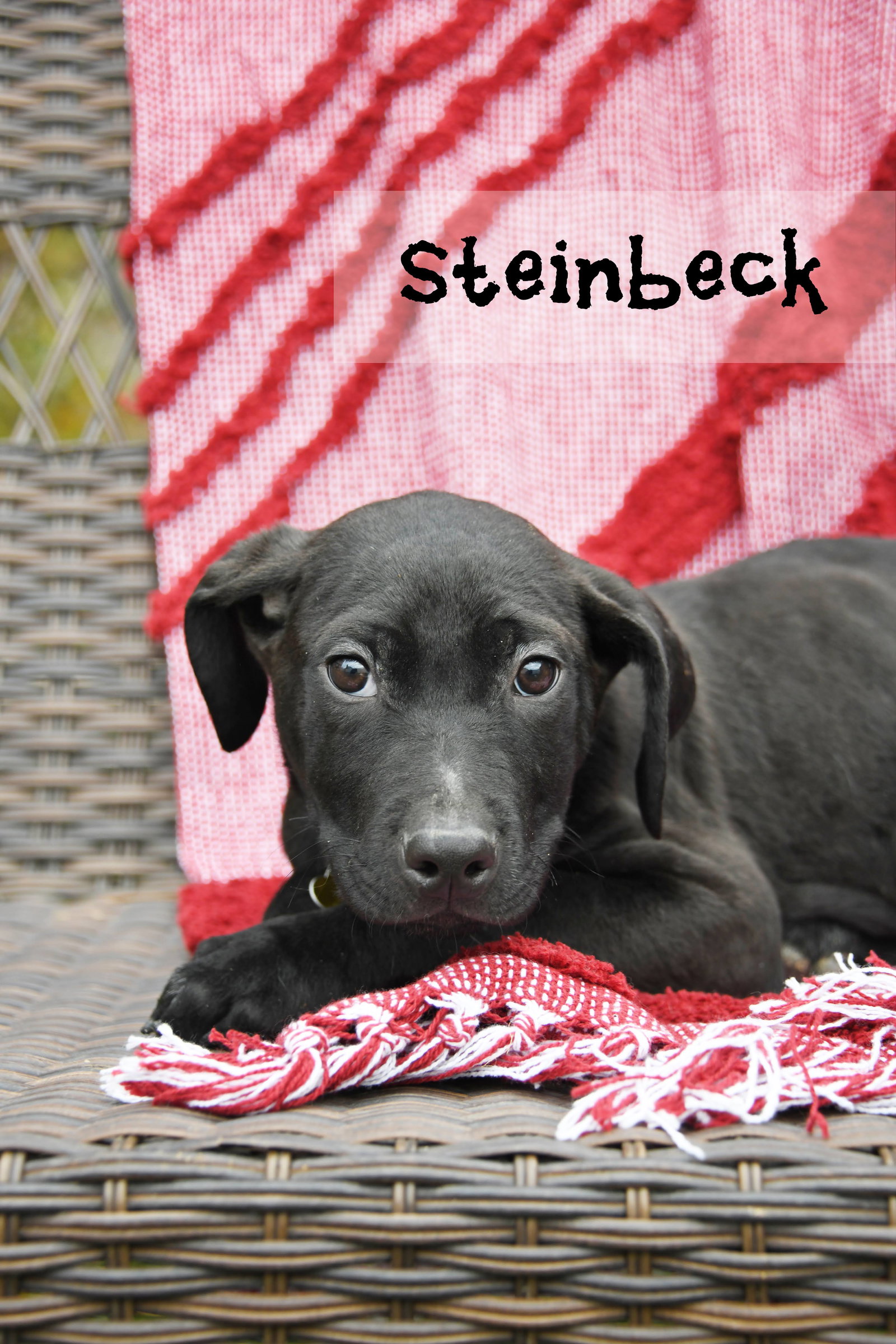 Steinbeck