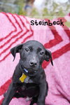Steinbeck - Photo 2
