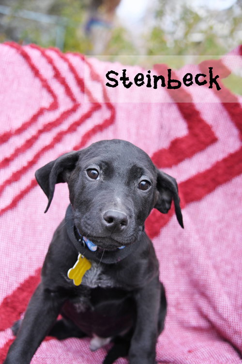 STEINBECK - Australian Cattle Dog/Blue Heeler available for adoption
