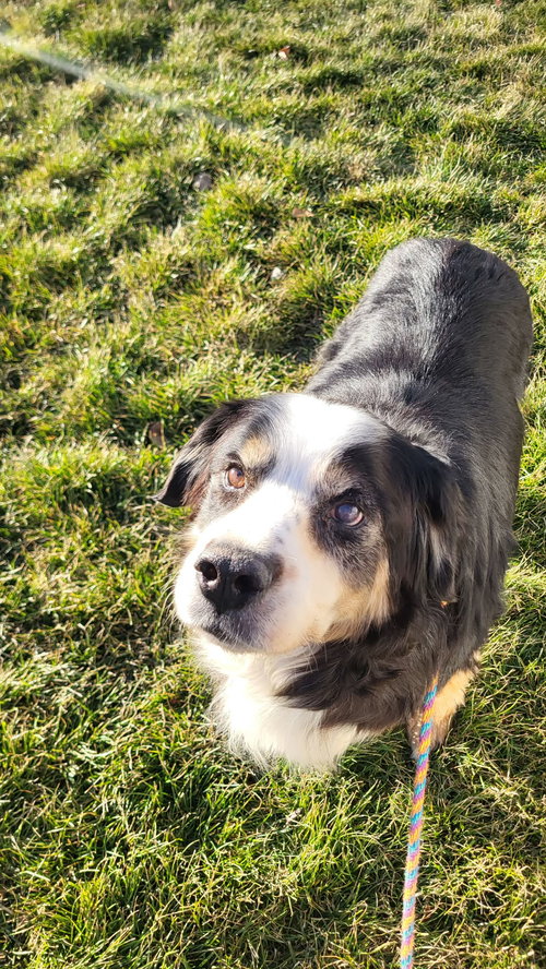 ESTELLA - Bernese Mountain Dog available for adoption