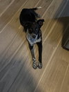 Tyche