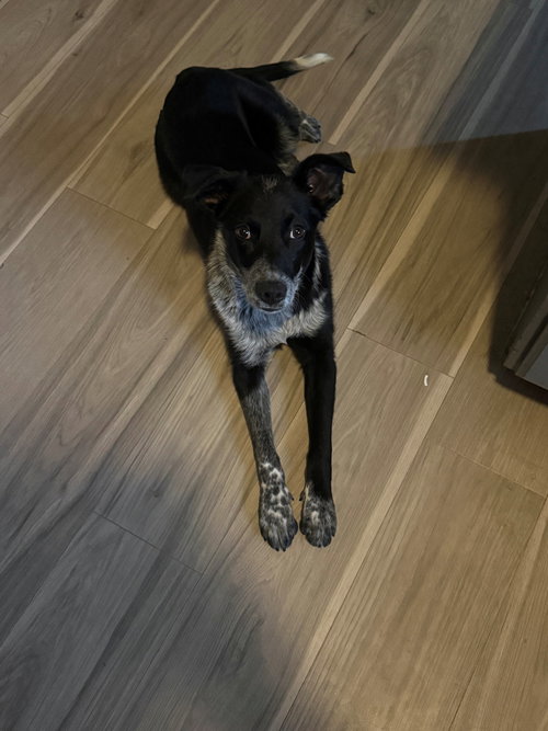 TYCHE - Cattle Dog available for adoption