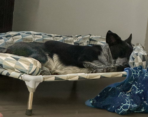 TYCHE - Cattle Dog available for adoption